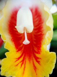 Close-up of yellow flower