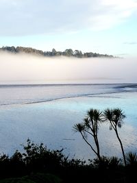 Scenic view of sea during foggy morning at ohiwa harbour