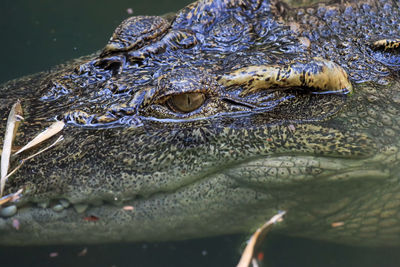 Close-up of crocodile in water