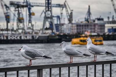 Seagulls perching on railing against skyline 