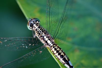 Close-up of dragonfly on plant