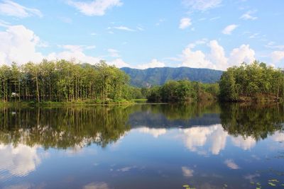 Reflection of trees in calm lake