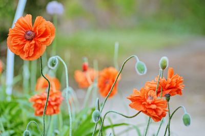 Close-up of orange flowering plants