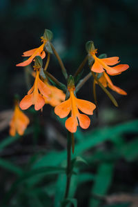 Close-up of orange flowering plant