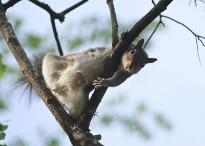 Low angle view of monkey on tree