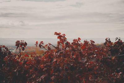 Flowering plants on field against sky