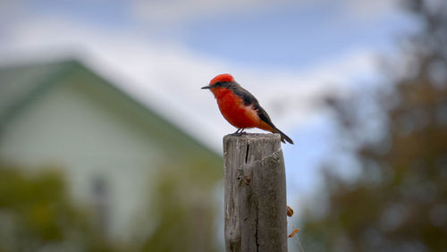 Close-up of bird perching on red outdoors