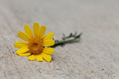 Close-up of yellow flower