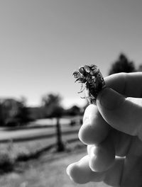 Close-up of hand holding cicada shell against sky