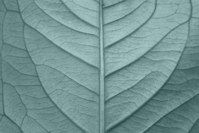 Full frame shot of leaves