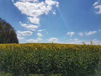 Scenic view of field against sky