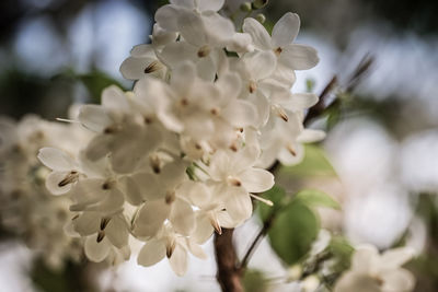 Close-up of white cherry blossoms