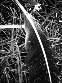 High angle view of a reptile on grass