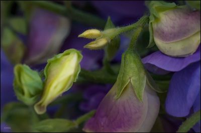 Close-up of purple flowering plant