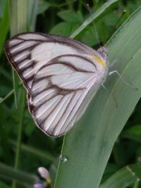 insect