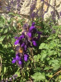 Close-up of purple flowering plants