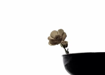 Close-up of flower against white background