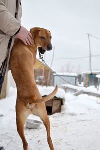 Low section of man with dog standing against sky