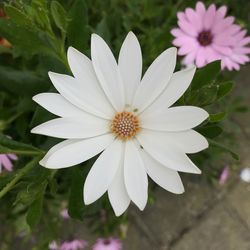 Close-up of white flower