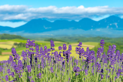 Purple flowering plants on field against sky