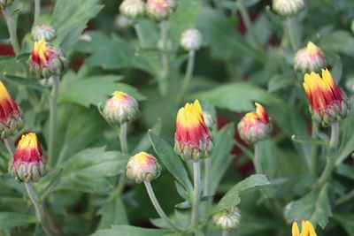 Close-up of flowering plants