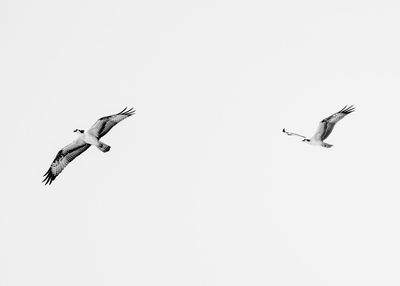 Low angle view of seagulls flying in sky