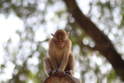 Low angle view of monkey on tree