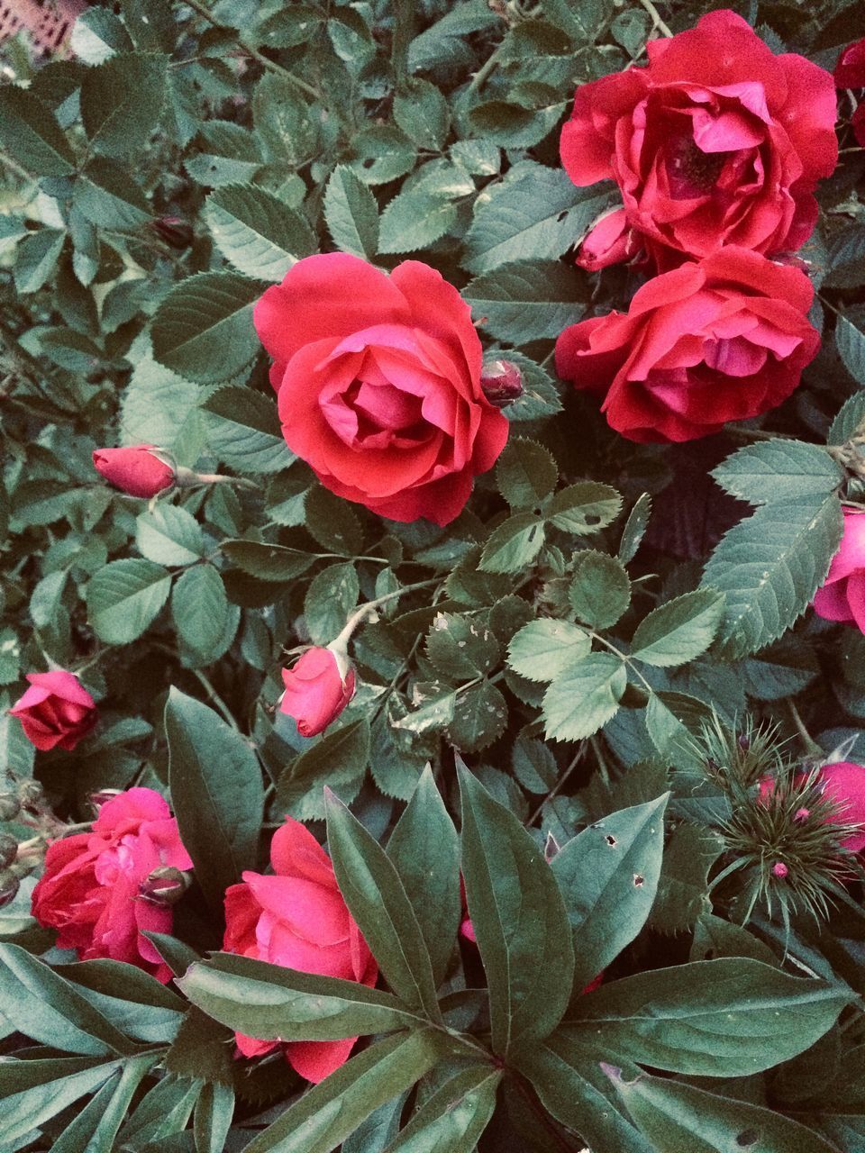 HIGH ANGLE VIEW OF PINK ROSES