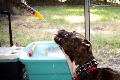 Close-up side view of brown dog drinking water falling from toy