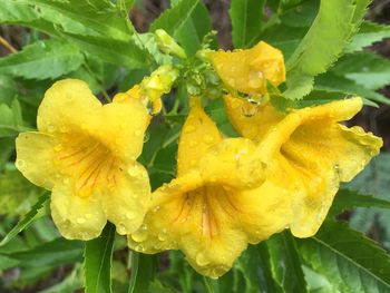 Close-up of wet yellow flowers blooming outdoors
