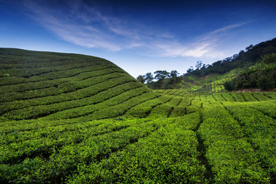 Scenic view of agricultural field against sky