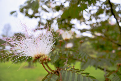 Close-up of flower against blurred background