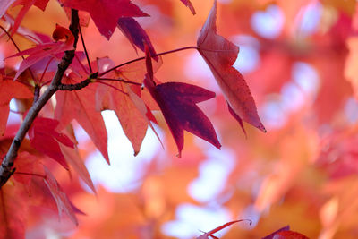 Low angle view of maple tree