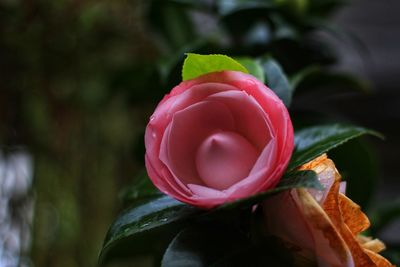 Close-up of pink rose