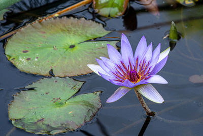 Water lily in lake