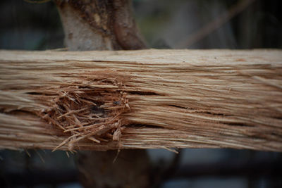 Close-up of dry leaf on tree trunk