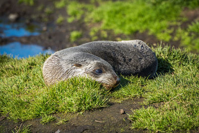 Close-up of seal pup at lakeshore