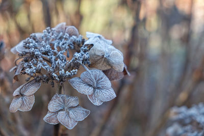 Close-up of snow on tree