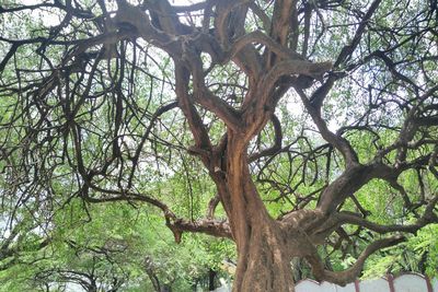 Low angle view of tree against sky