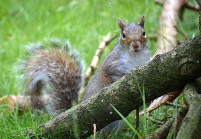 Squirrel sitting on a tree