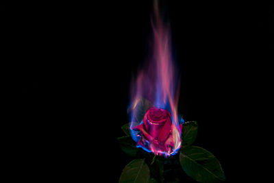 Close-up of rose against black background