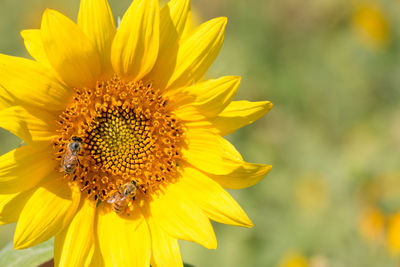 Close-up of insect on sunflower