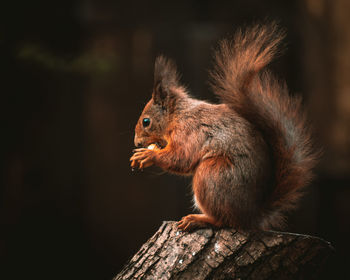 Close-up of a red squirrel sitting on wood