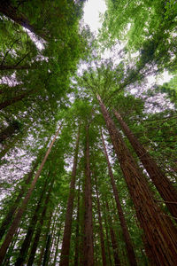 Low angle view of bamboo trees in forest