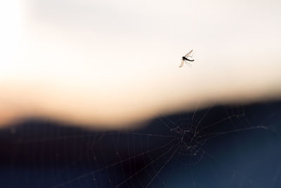 Close-up of spider on web