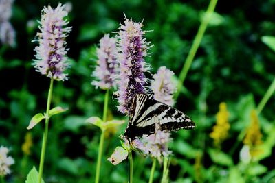 Close-up of butterfly pollinating flower