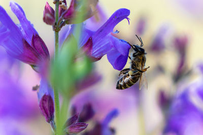 Bee is pollinating the flowers of salvia officinalis , sage