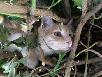 Portrait of a cat