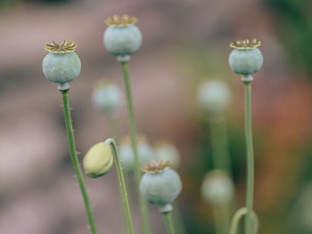 Close-up of purple crocus flowers