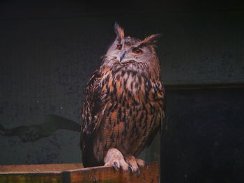 Close-up of owl